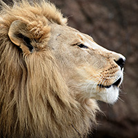 calm-lion-profile-blog-square-200x200